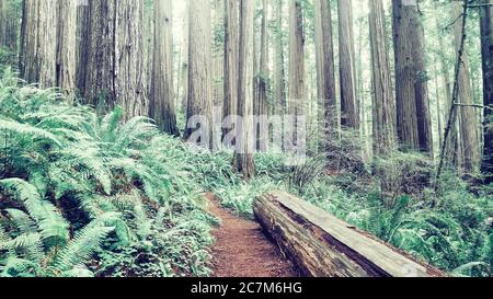 Gros plan de troncs d'arbre dans les bois avec un tronc tombé le long de la piste Banque D'Images