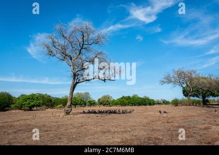 Groupe de vautours mangeant sous un arbre. Photo prise à Luangwa Sud, Zambie. Banque D'Images