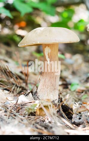 Un gros champignon blanc sur une longue jambe pousse dans la forêt. Mise au point sélective douce Banque D'Images