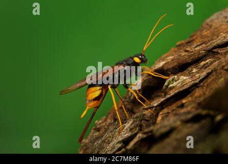 Horntail géant Urocerus gigas Banque D'Images