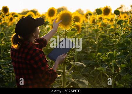 Femme agriculteur avec une tablette numérique au champ de tournesol au coucher du soleil . Agriculture intelligente et agriculture de précision Banque D'Images