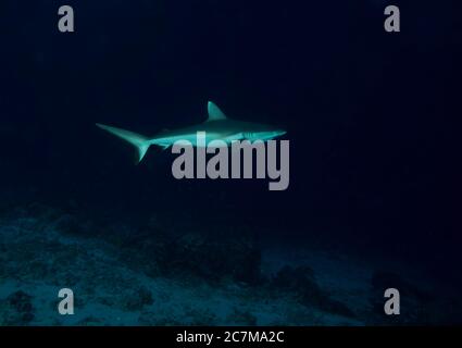 Requin gris, Carcharhinus amblyrhynchos, récif patrouilleurs, Maldives, Océan Indien Banque D'Images