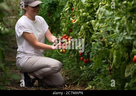Une femme paysanne avec tomates cerises en serre. Ferme biologique. Banque D'Images