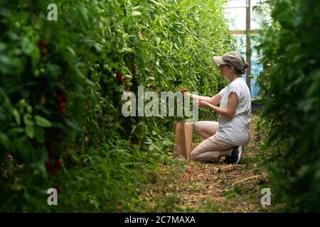 Une femme paysanne avec tomates cerises en serre. Ferme biologique. Banque D'Images