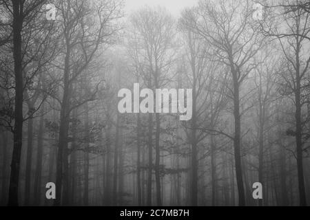 Belle photo d'un grand nombre d'arbres sans feuilles couverts de brouillard tôt le matin Banque D'Images