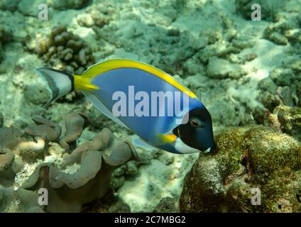 Tenon bleu poudré, Acanthurus leucosternon, Ari Atoll, Maldives Banque D'Images