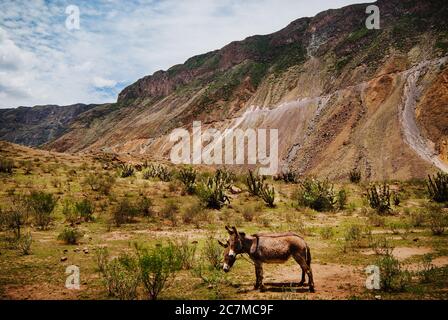 Ânes au Canyon de Colca, Pérou, Amérique du Sud Banque D'Images