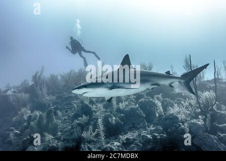 Gros plan d'un grand requin nageant sous l'eau au-dessus des récifs avec un plongeur en arrière-plan Banque D'Images