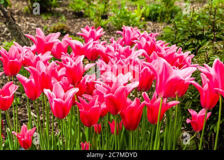 Tulipes poussant dans un jardin de campagne anglais. Banque D'Images