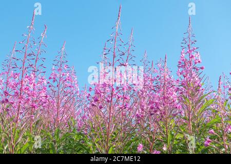 Rosebay Willowherb ou pompier - Chamerion angustifolium - en fleur contre ciel bleu, Écosse, Royaume-Uni Banque D'Images