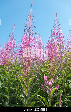 Rosebay Willowherb ou pompier - Chamerion angustifolium - en fleur contre ciel bleu, Écosse, Royaume-Uni Banque D'Images