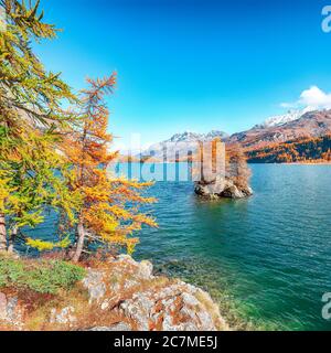 Vues pittoresques sur le lac de Sils (Silsersee) avec de petites îles. Scène automnale colorée des Alpes suisses. Lieu: Maloya, région de l'Engadine, Grisons Banque D'Images