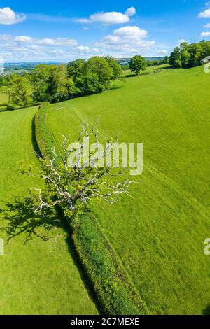 Blackdown Hills, régions d'une beauté naturelle exceptionnelle près de Craddock, Devon, Angleterre, Royaume-Uni, Europe Banque D'Images