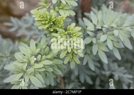 Gros plan des feuilles de plantes vertes fraîches Banque D'Images