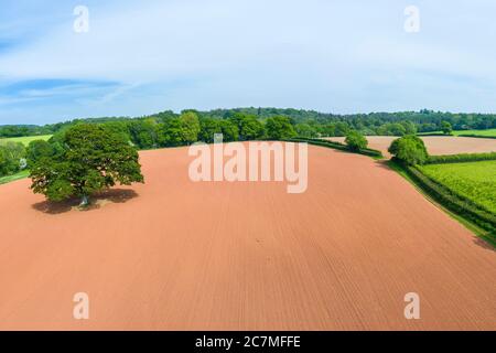 Printemps à Devon près d'Exeter, Devon, Angleterre, Royaume-Uni, Europe Banque D'Images