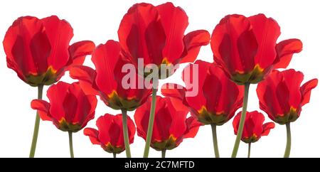 Beaucoup de coquelicots ou de papayeurs rouges communs isolés sur blanc. Coquelicot est le symbole de la mémoire de guerre Banque D'Images