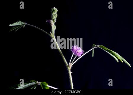 Mimosa perdica plante timide gros plan avec des feuilles et des fleurs roses. Plante tropicale isolée sur fond noir. Fleur rose. Banque D'Images