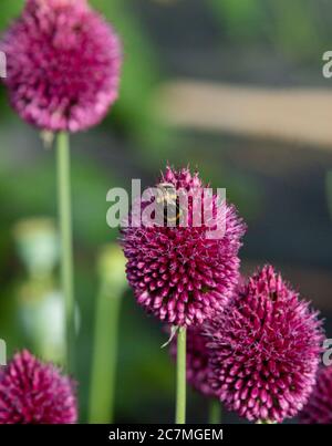 Gros plan sur les fleurs violettes en forme d'oeuf d'alliums de pilon ou d'Allium sphaerocephalum vu avec des abeilles bourdonnantes dans le jardin en été en juillet. Banque D'Images