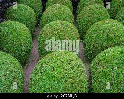 Boules de boîte Topiary Buxus sempervirens Banque D'Images