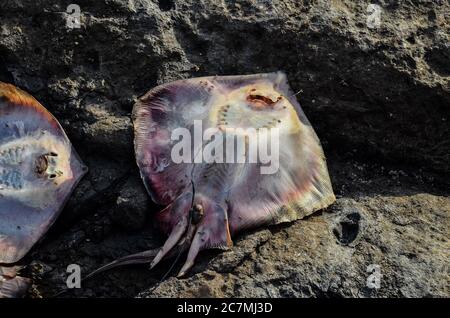 Dead Stingray Fish sur la côte près de l'océan Atlantique Banque D'Images