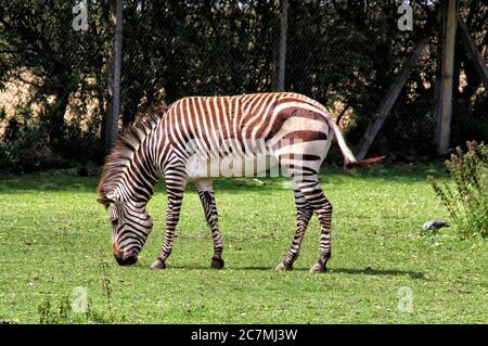 Cambridge, Royaume-Uni. 17 juillet 2020. Un zèbre de montagne de Hartmann tombe dans son enceinte au zoo de Linton. Le gouvernement britannique a récemment autorisé zoos à rouvrir à travers le pays après son verrouillage. De petits endroits comme le parc de conservation du zoo de Linton, juste à l'extérieur de Cambridge est en activité, mais avec des visiteurs réduits, la distance sociale en opération et certains endroits sont restés fermés. Le zoo est membre de l'Association britannique et irlandaise des zoos et aquariums (BIAZA). Crédit : SOPA Images Limited/Alamy Live News Banque D'Images