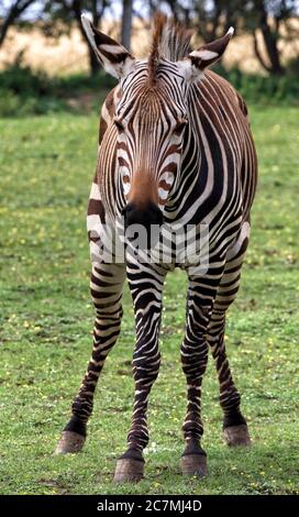 Cambridge, Royaume-Uni. 17 juillet 2020. Un zèbre de montagne de Hartmann tombe dans son enceinte au zoo de Linton. Le gouvernement britannique a récemment autorisé zoos à rouvrir à travers le pays après son verrouillage. De petits endroits comme le parc de conservation du zoo de Linton, juste à l'extérieur de Cambridge est en activité, mais avec des visiteurs réduits, la distance sociale en opération et certains endroits sont restés fermés. Le zoo est membre de l'Association britannique et irlandaise des zoos et aquariums (BIAZA). Crédit : SOPA Images Limited/Alamy Live News Banque D'Images