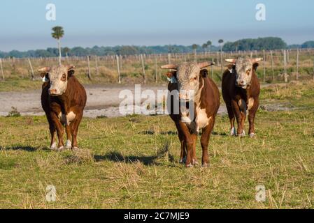 Vaches qui paissent dans un champ Banque D'Images