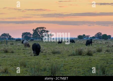 Vaches qui paissent dans un champ Banque D'Images