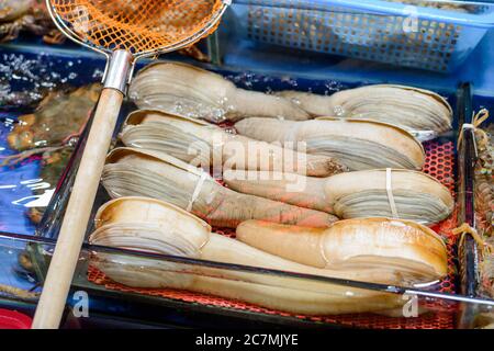 Plusieurs géocanards dans un aquarium. Fruits de mer frais Banque D'Images