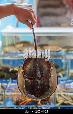 Main de l'homme tenant un crabe en fer à cheval près de la queue Banque D'Images