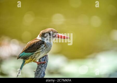 Un superbe et coloré Kingfisher brun à capuchon perché sur une branche de pêche en Afrique du Sud Banque D'Images