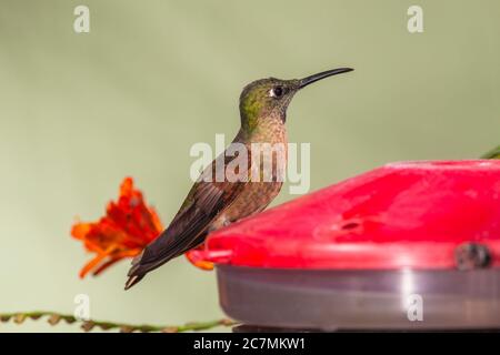 Heliodoxa rubinoides, colibris brillant fragé, au Bellavista Lodge en Équateur. Banque D'Images