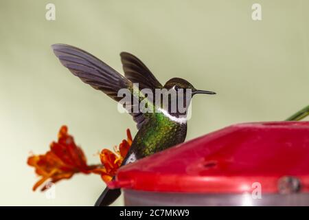 Le colibri Sunangel, Heliangelus strophianus, a été ciblé au Bellavista Lodge en Équateur. Banque D'Images