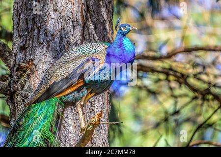 Magnifique paon d'oiseau national indien perché sur un arbre en Afrique du Sud Banque D'Images