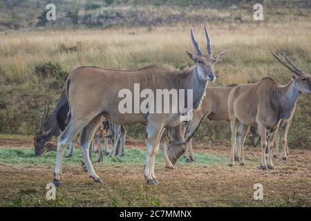 Portrait de l'antilope de la région dans une réserve naturelle sud-africaine Banque D'Images