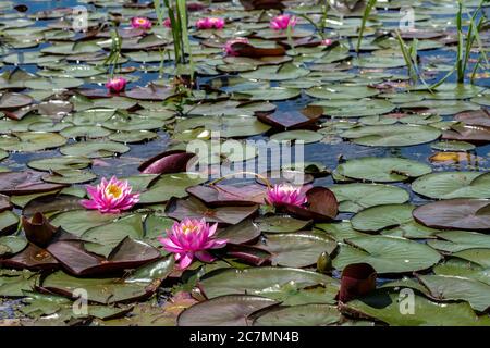 Lilies d'eau sur le lac Chatcolet, Idaho Banque D'Images