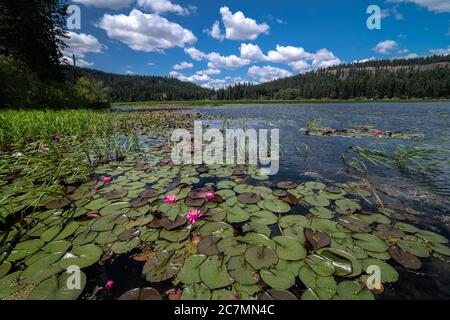 Lilies d'eau sur le lac Chatcolet, Idaho Banque D'Images