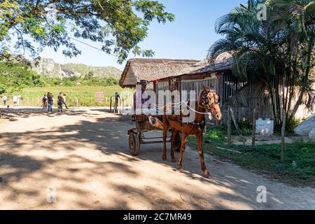 Fermier à cheval à l'extérieur d'une ferme entourée de palmeraies dans la région de Vinales Banque D'Images