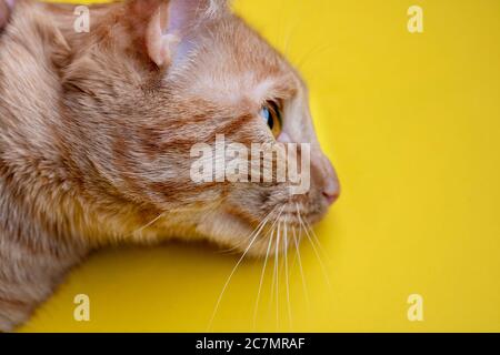 Chaton rouge dormant sur fond jaune, vue de dessus et place pour le texte Banque D'Images