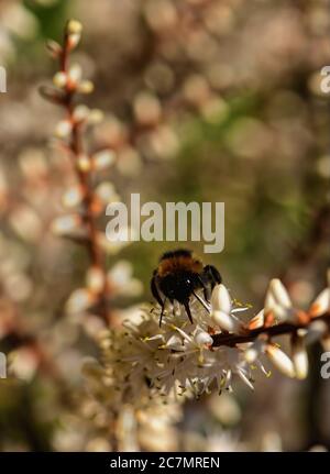 Quorn, Royaume-Uni - May2020: Abeille collectant le nectar former une fleur de Cordyline Banque D'Images