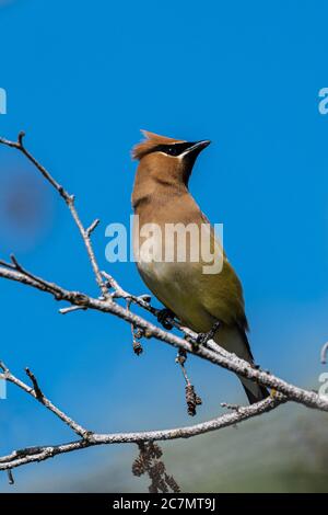 Cedar Waxwing (Bombycilla cedrorum), Idaho Banque D'Images