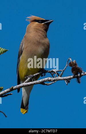 Cedar Waxwing (Bombycilla cedrorum), Idaho Banque D'Images