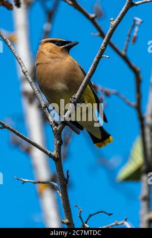 Cedar Waxwing (Bombycilla cedrorum), Idaho Banque D'Images