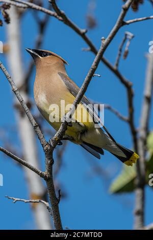 Cedar Waxwing (Bombycilla cedrorum), Idaho Banque D'Images