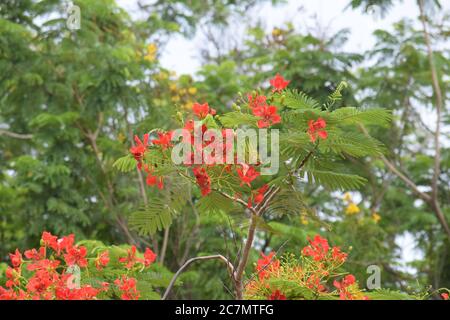 fleur de phoenix ou delonix regia est une espèce de plante à fleurs Banque D'Images