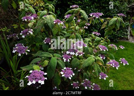 Fleur bleu Hortensia aspera sargentiana Banque D'Images