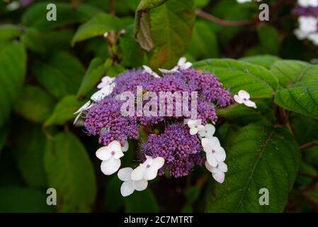 Fleur bleu Hortensia aspera sargentiana Banque D'Images