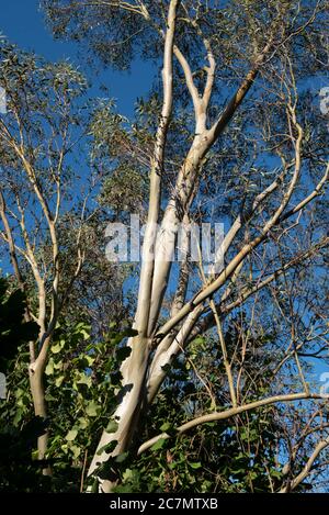 Arbre d’eucalyptus Banque D'Images