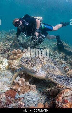 Observation des plongeurs Tortue Loggerhead, Caretta caretta, espèces vulnérables, reposant sur un récif de corail, site de plongée des jardins suspendus, île de Sipadan, Sabah, Malays Banque D'Images