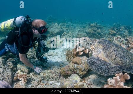 Observation des plongeurs Tortue Loggerhead, Caretta caretta, espèces vulnérables, reposant sur un récif de corail, site de plongée des jardins suspendus, île de Sipadan, Sabah, Malays Banque D'Images